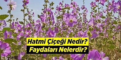 Hatmi Çiçeği Nedir? Faydaları Nelerdir?