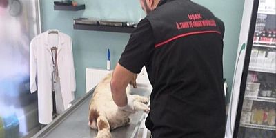 Uşak´ta köpeğin üzerinden araçla geçen iki memur görevden uzaklaştırıdı