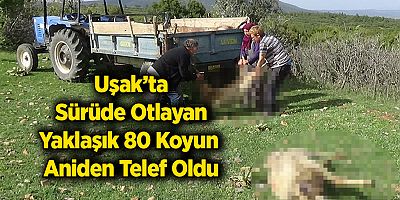 Uşak’ta Sürüde Otlayan Yaklaşık 80 Koyun Aniden Telef Oldu