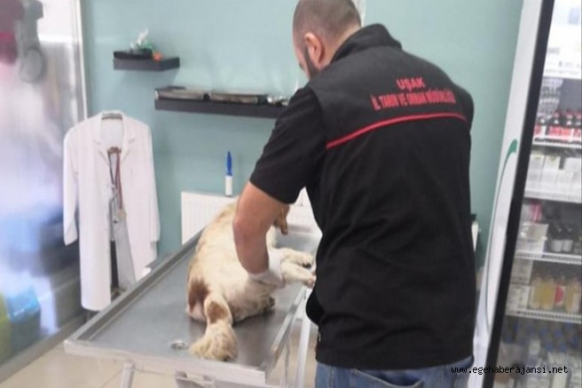 Uşak´ta köpeğin üzerinden araçla geçen iki memur görevden uzaklaştırıdı